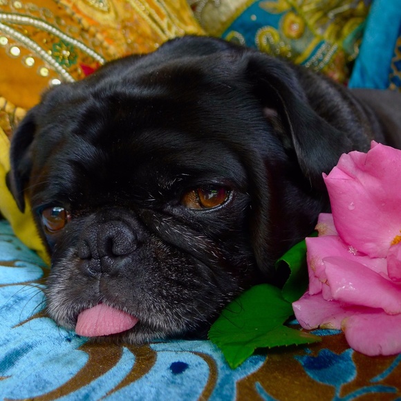 Meet your Posher, Puggins - Picture 1 of 1